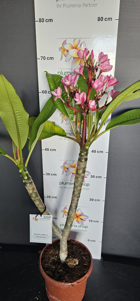 Plumeria rubra „Messina“ #17147