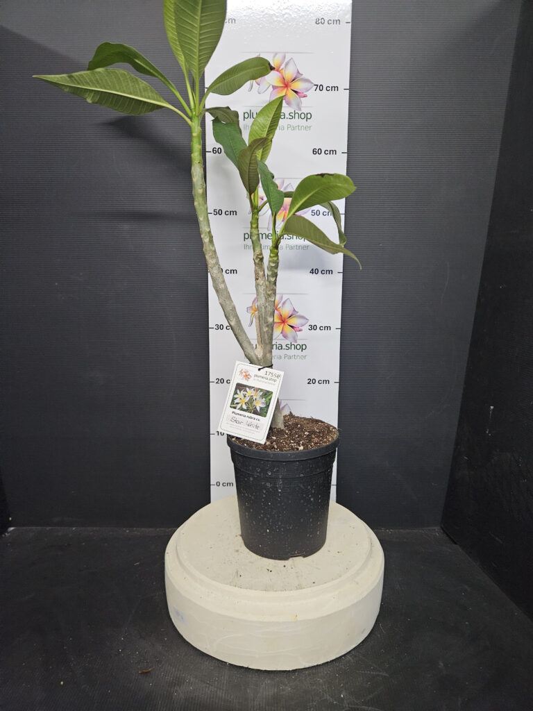 Plumeria rubra „Star White“ #17550