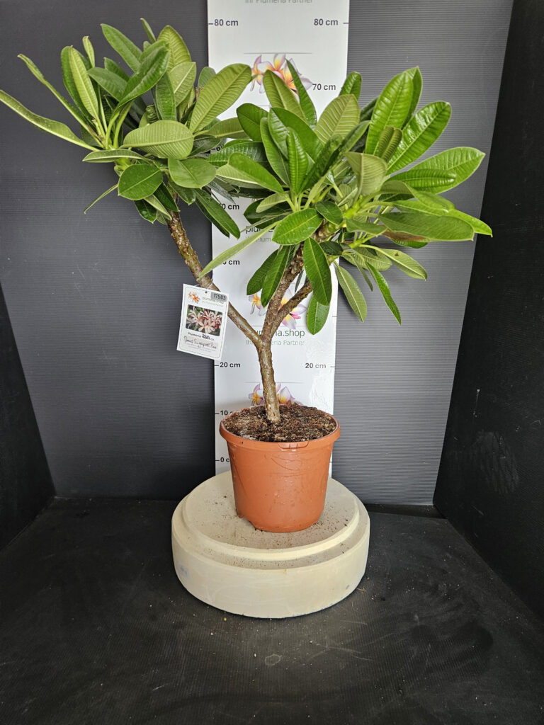 Plumeria obtusa „Dwarf Singapore Pink“ #17583