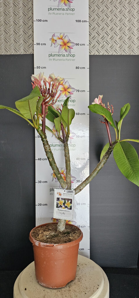 Plumeria rubra „Mojito“ #17619