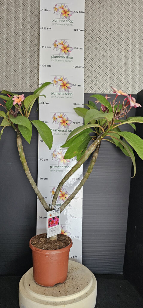 Plumeria rubra „Epic“ #17620