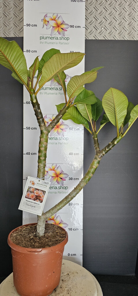 Plumeria rubra „Boutique“ #17621