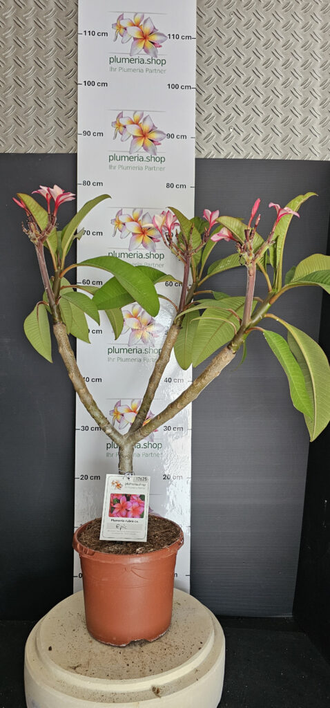 Plumeria rubra „Epic“ #17625