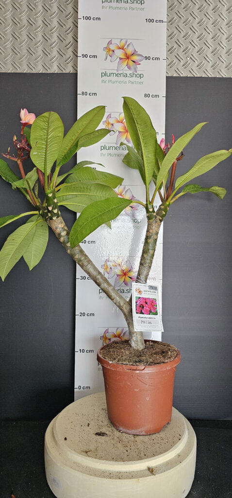 Plumeria rubra „Malika“ #17630