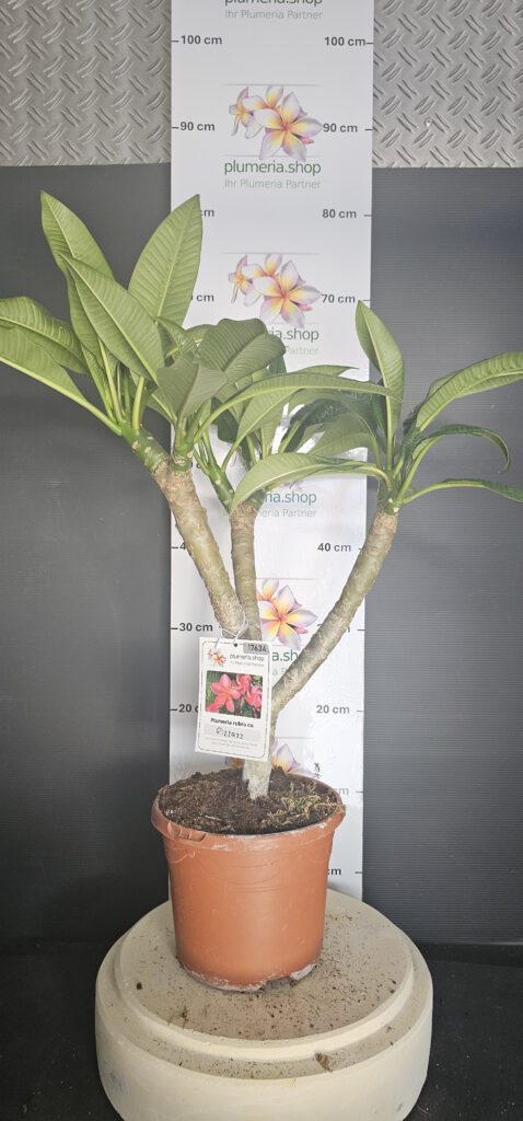 Plumeria rubra „Pizzaz“ #17634