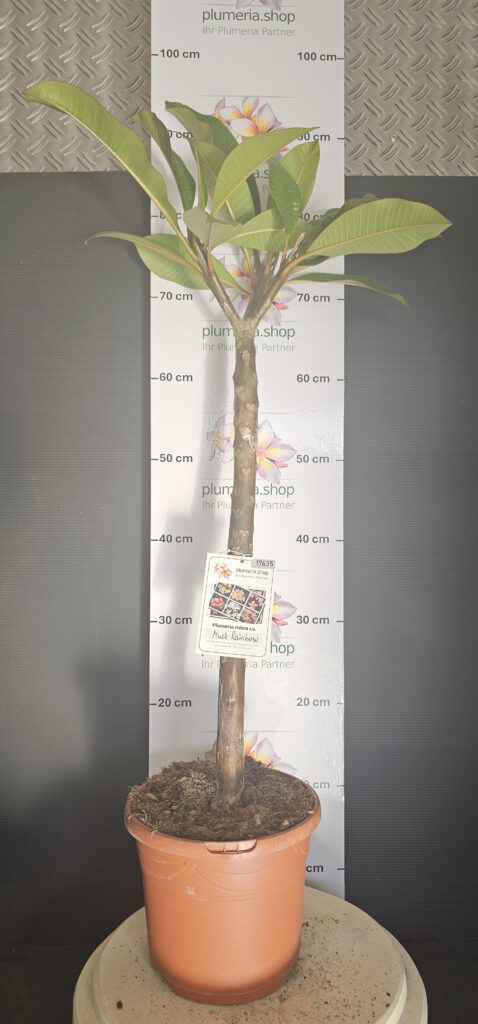 Plumeria rubra „Musk Rainbow“ #17635