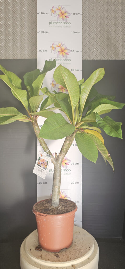 Plumeria rubra „Jackie“ #17637