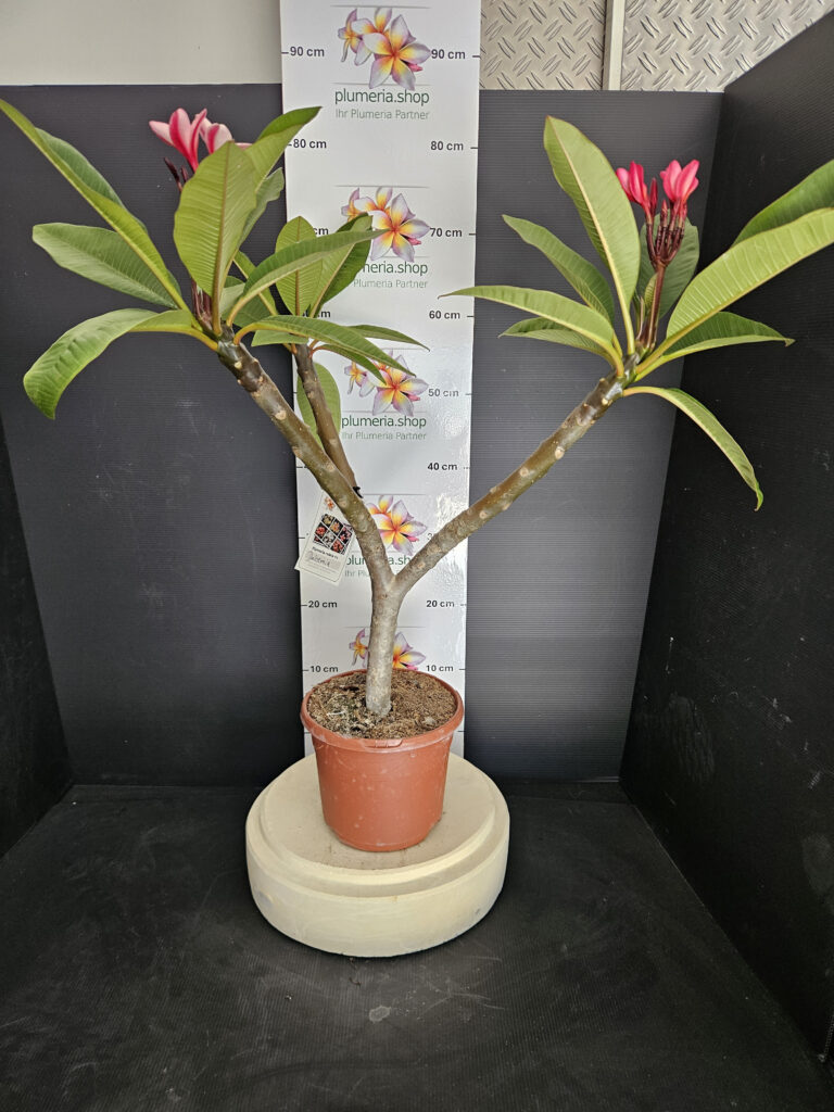 Plumeria rubra „Orange 60“ #17639
