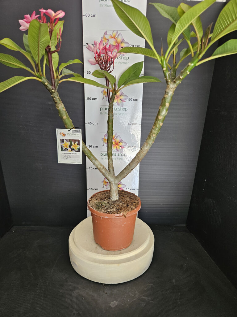 Plumeria rubra „Mojito“ #17640