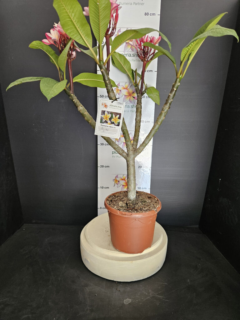 Plumeria rubra „Mojito“ #17641