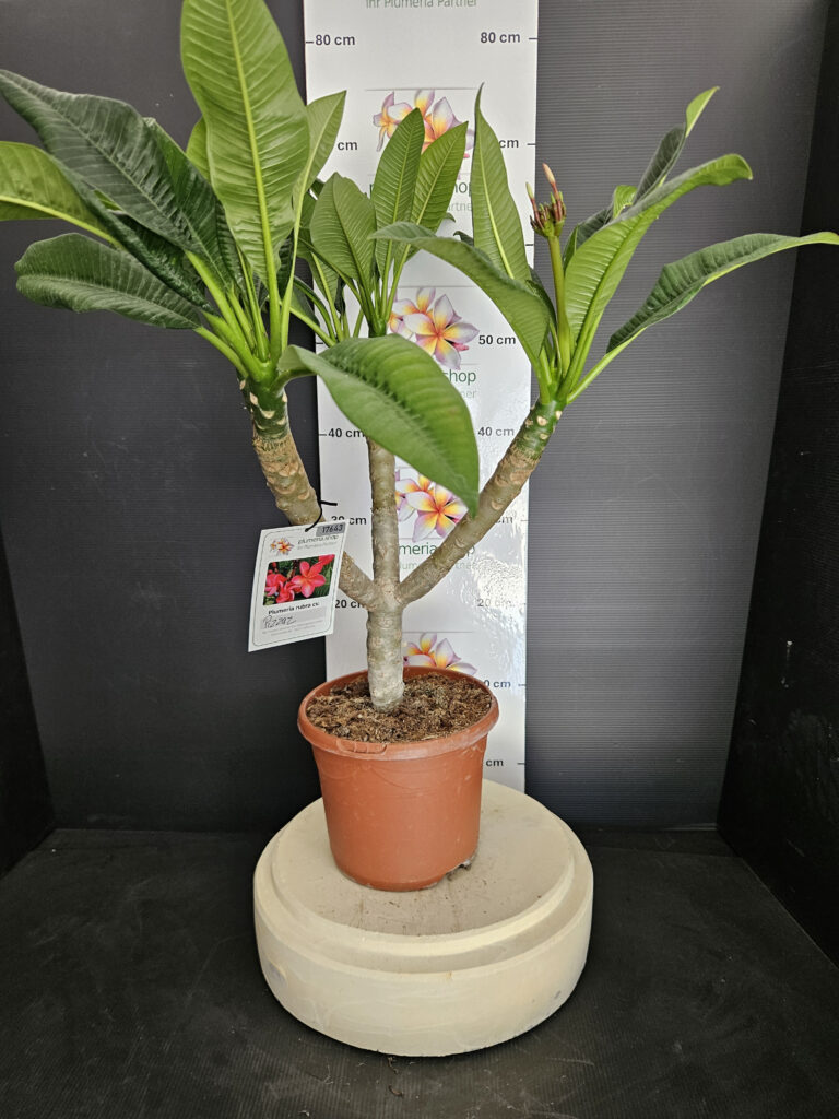 Plumeria rubra „Pizzaz“ #17643