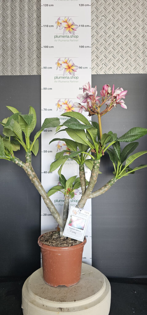 Plumeria rubra „Pizzaz“ #17678