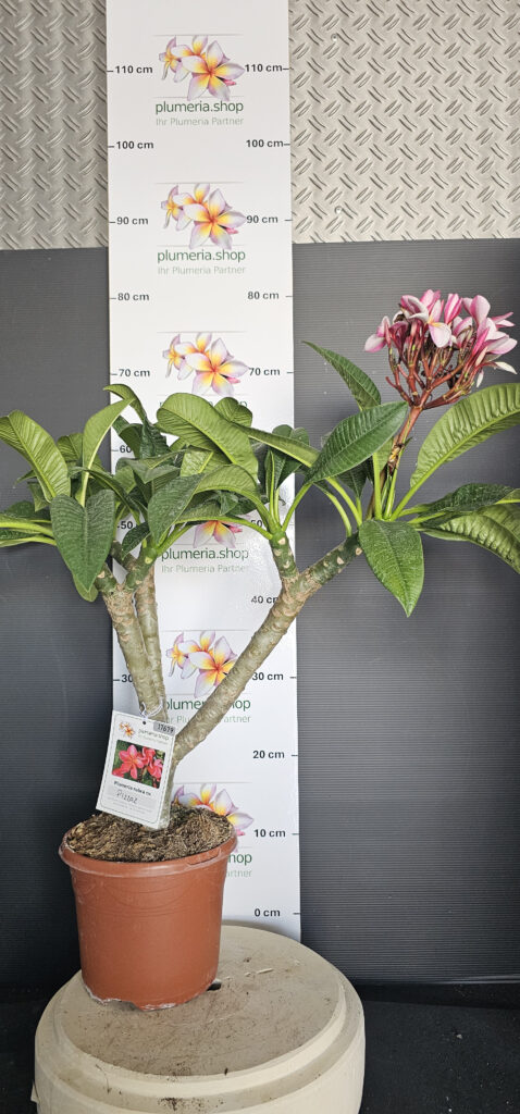 Plumeria rubra „Pizzaz“ #17679
