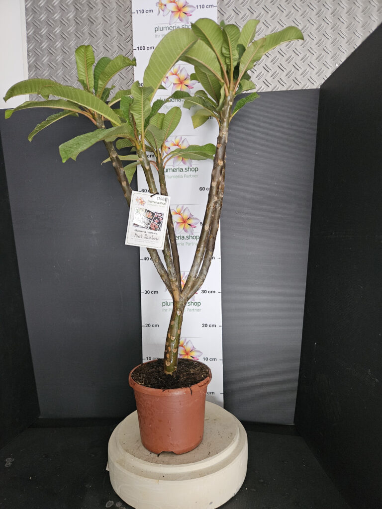 Plumeria rubra „Musk Rainbow“ #17688