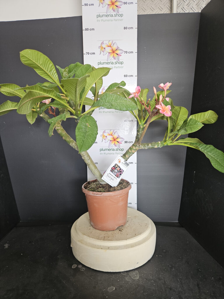 Plumeria rubra „Boutique“ #17739