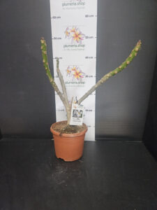 Plumeria obtusa "Singapore White"