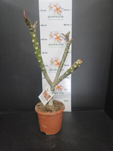 Plumeria rubra "JJ Potpourri"