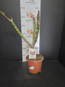 Plumeria rubra "JJ Potpourri"