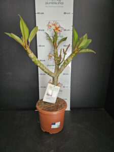 Plumeria rubra "Divine"