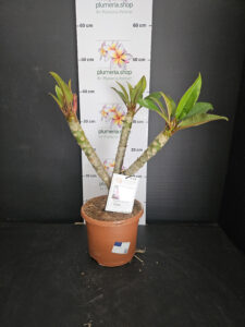 Plumeria rubra "Divine"