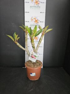 Plumeria rubra "Divine"