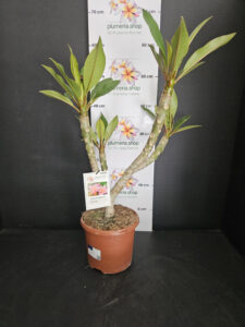 Plumeria rubra "Divine"
