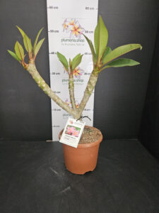 Plumeria rubra "Divine"