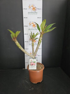 Plumeria rubra "Divine"