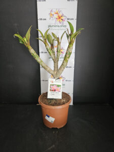 Plumeria rubra "Divine"