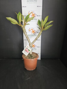 Plumeria rubra "Divine"