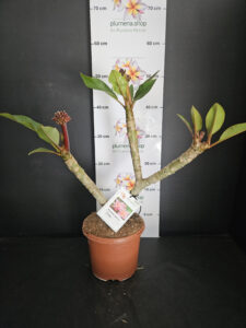 Plumeria rubra "Divine"