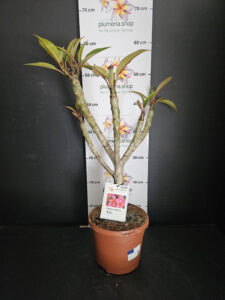 Plumeria rubra "Epic"