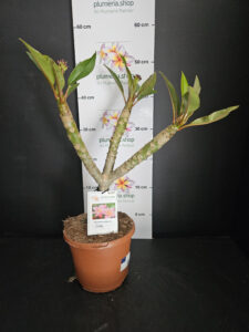Plumeria rubra "Divine"