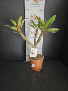 Plumeria rubra "Divine"