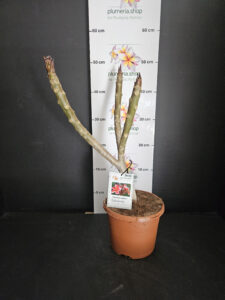 Plumeria rubra "Orange 60"