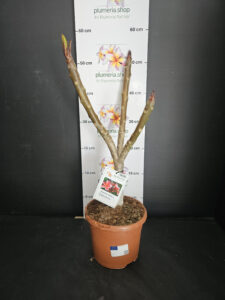 Plumeria rubra "Orange 60"