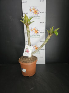 Plumeria rubra "Divine"