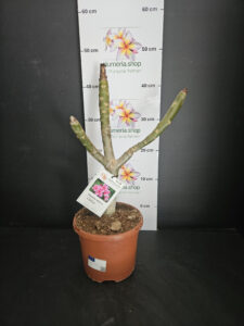 Plumeria rubra "Elsie"