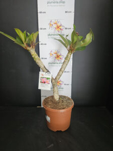Plumeria rubra "Divine"