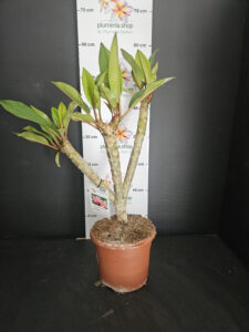 Plumeria rubra "Divine"