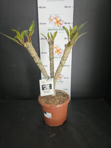 Plumeria rubra "Mini White"