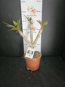 Plumeria rubra "Mini White"