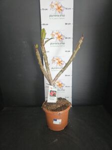 Plumeria rubra "Orange 60"