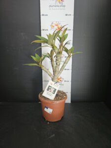 Plumeria rubra "Mini White"