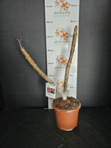 Plumeria rubra "Orange 60"