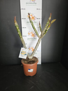 Plumeria rubra "Chablis"