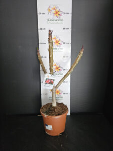 Plumeria rubra "Orange 60"