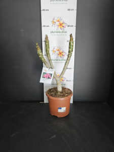 Plumeria rubra "Elsie"