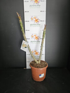 Plumeria rubra "Chablis"