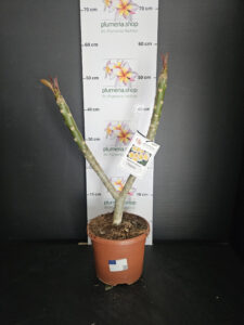 Plumeria rubra "Chablis"